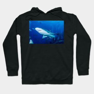 Reef Shark on the Great Barrier Reef Nov 13 Hoodie